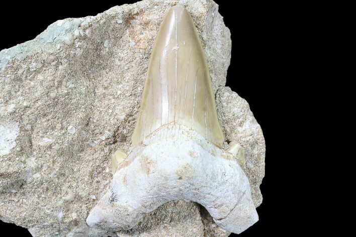Otodus Shark Tooth Fossil In Rock - Eocene #87012